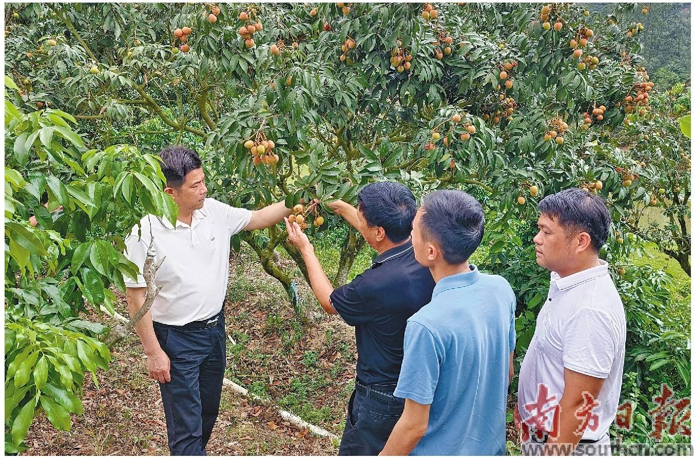 茂名市各品种荔枝刚开始挂果,以早熟而闻名的电白荔枝已迎来了采收