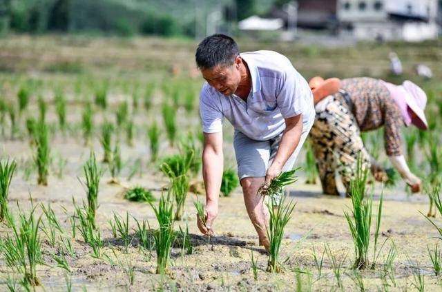 间谍窃取我稻种及制种技术案引关注!“种源安全”也是国家安全_种业_育种_发展
