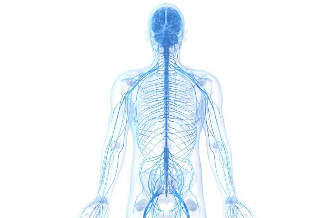 维持人体姿势和平衡:脊柱,核心肌群和 3 大感觉系统