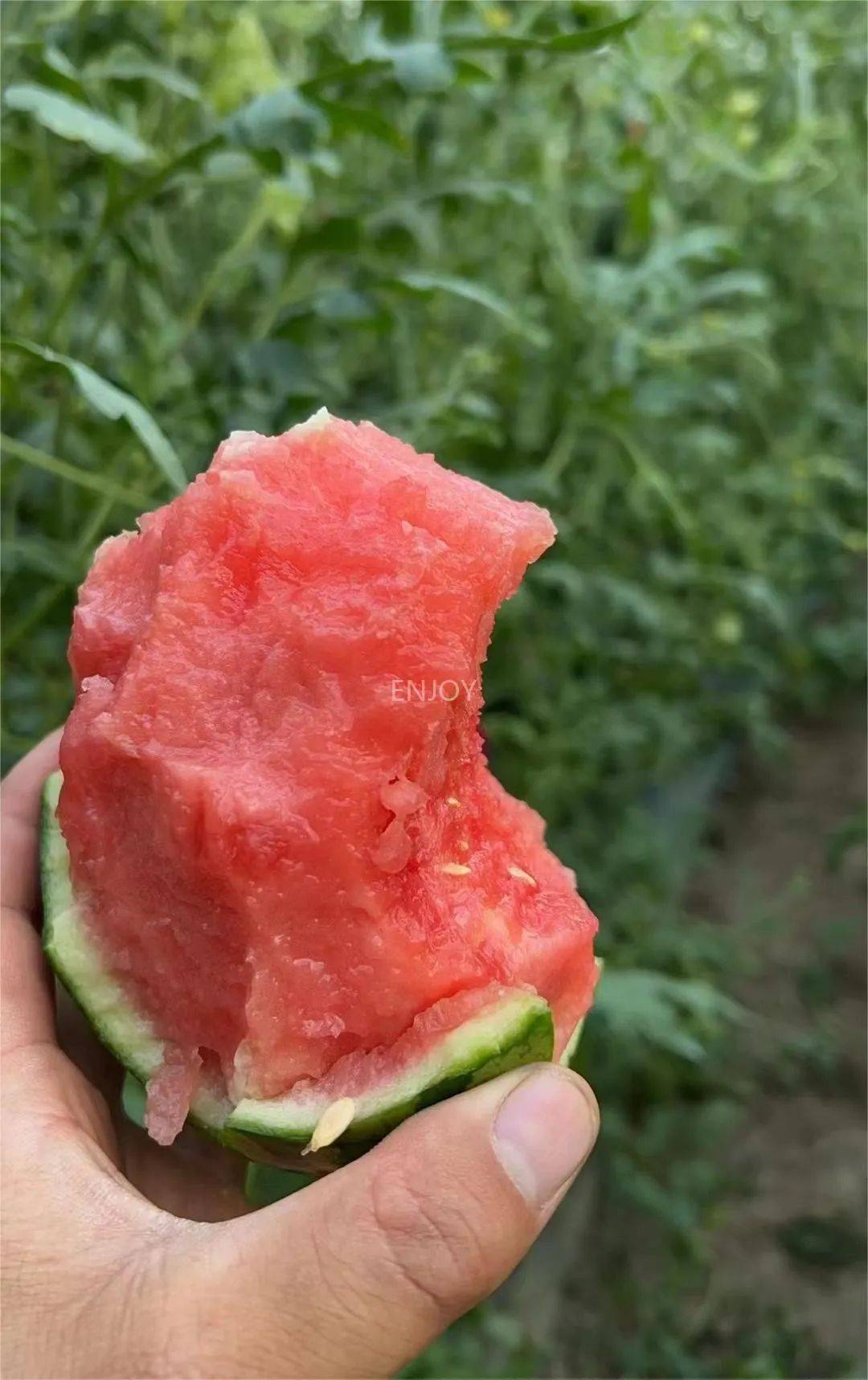 48元享3颗装中小果,约4