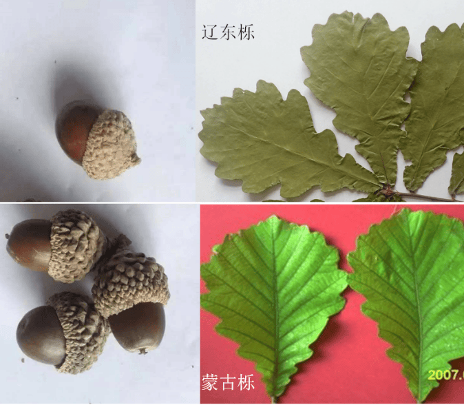 【山西省林业和草原局知识产权活动周】栎属的SSR分子标记引物和鉴定近缘栎属品种的方法及其应用_形态学