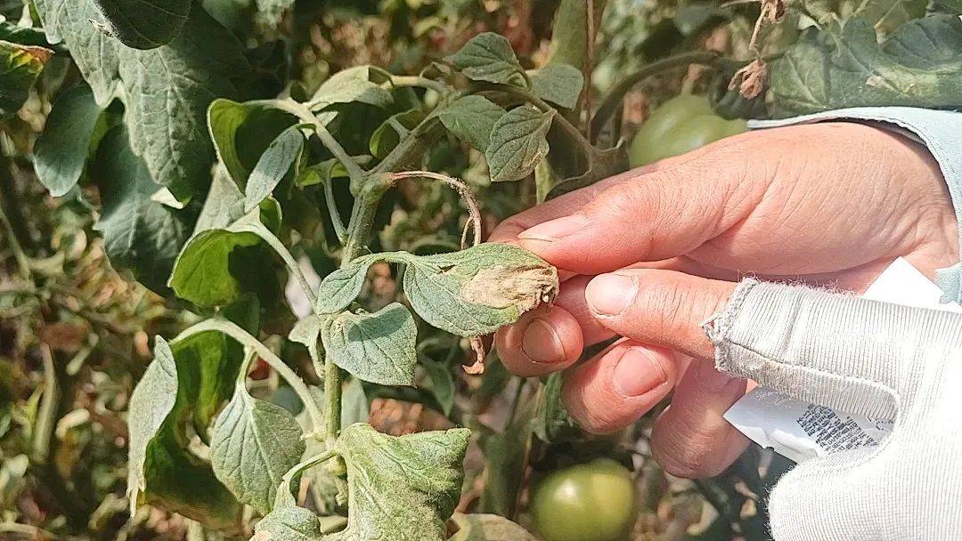 严防外来入侵物种 加强番茄潜叶蛾防控_防治_设施_监测