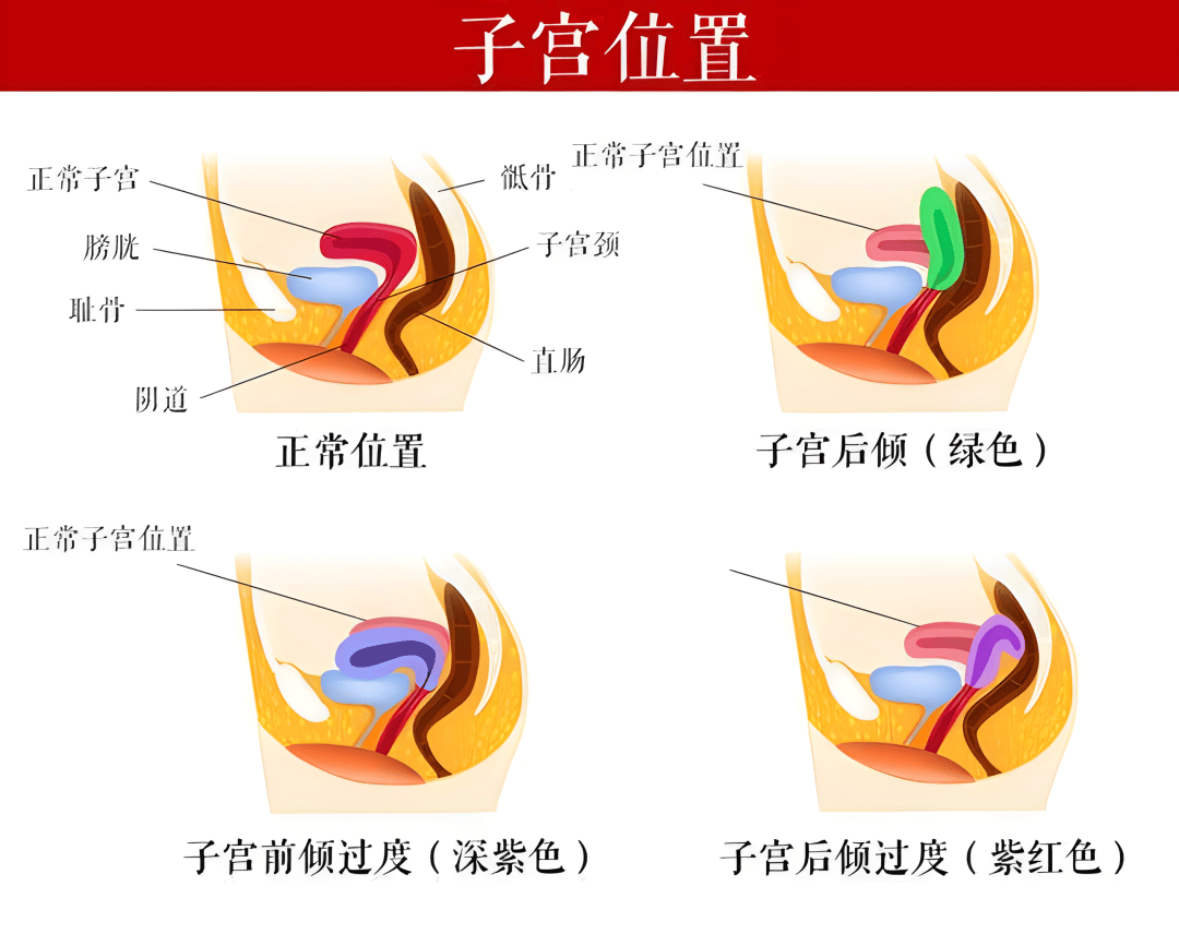 子宫附件正常图片