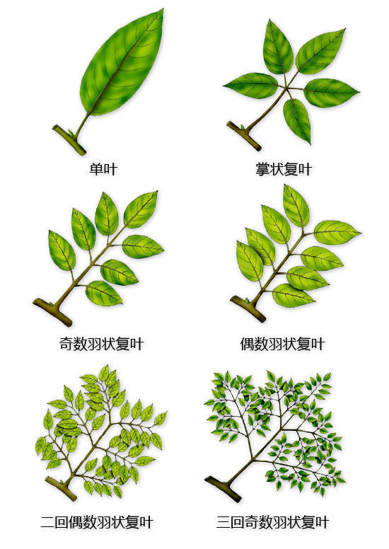 一回奇数羽状复叶简图图片