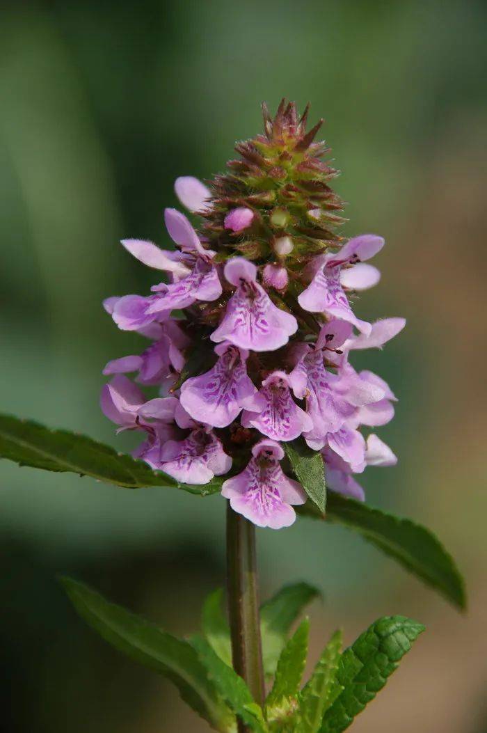 中医话中药之"水苏"