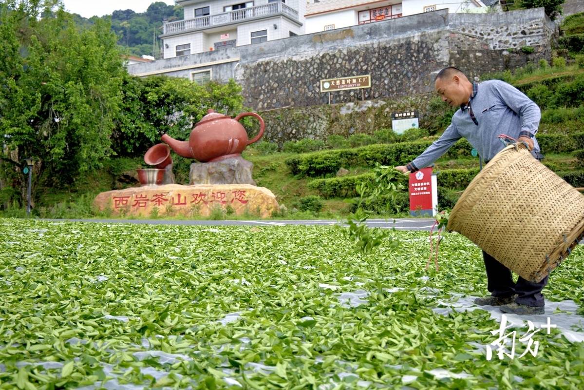 高德娱乐视觉｜绿叶变“金”叶茶著作看大埔(图4)