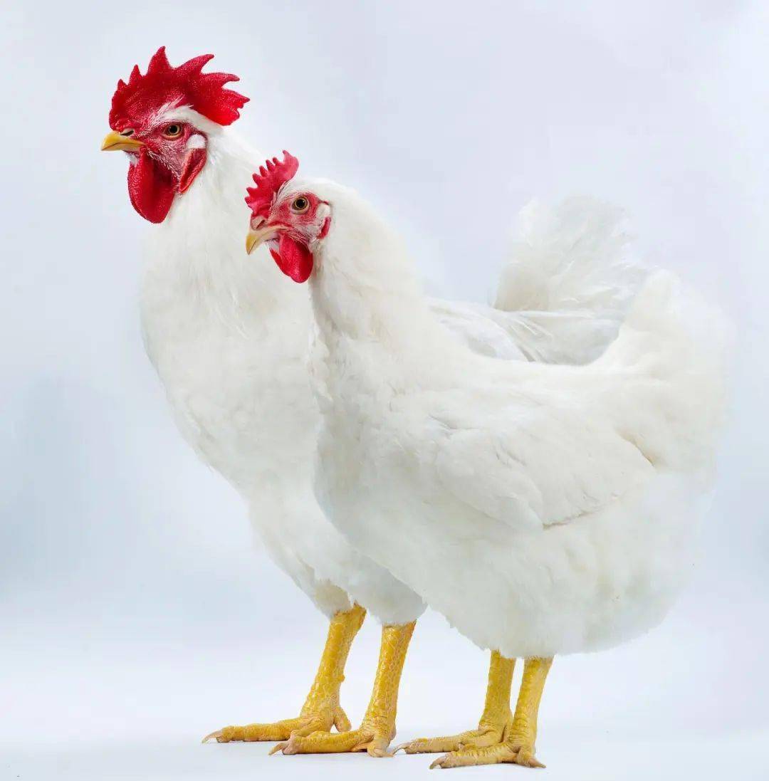 白羽肉鸡原种中国芯研究团队:白羽鸡的中国芯