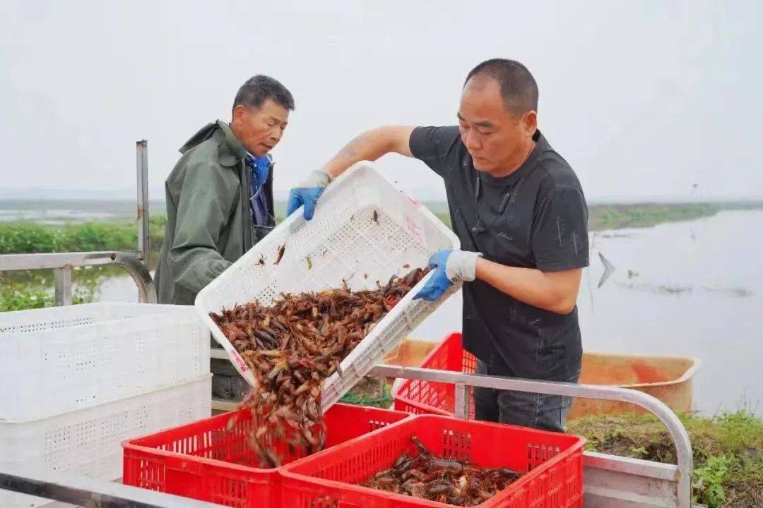 大量小龙虾进入广西市场，批发价格一降再降，你吃上了吗？