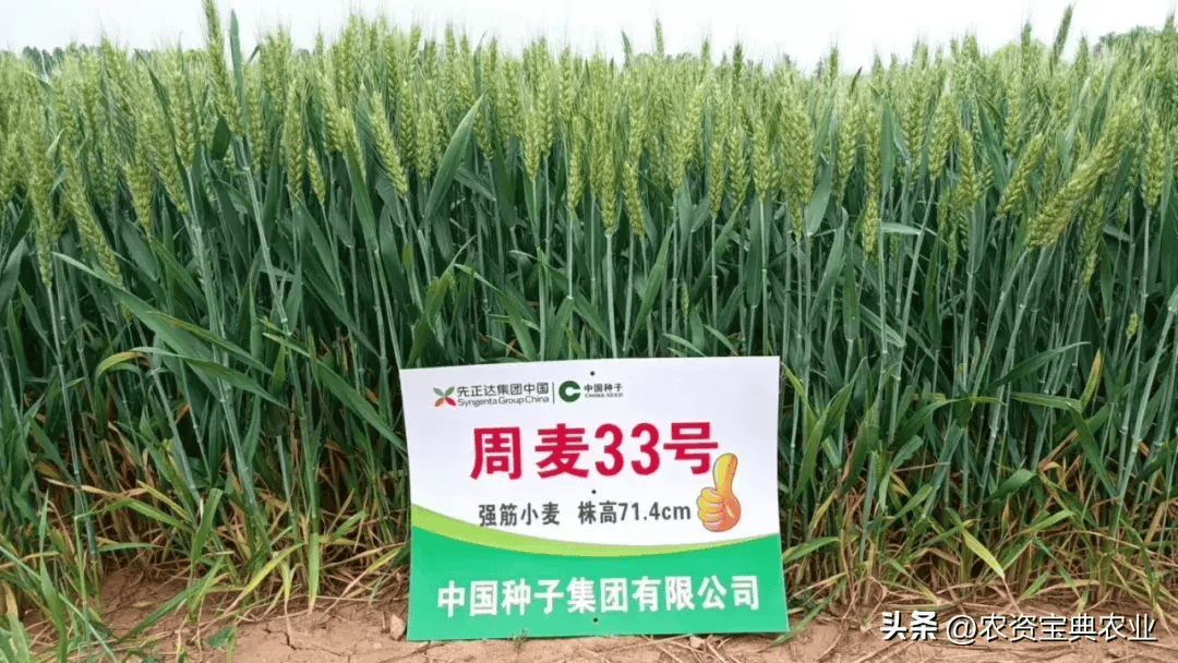 小麦品种"周麦33号"何以持续出圈?这场大会给你答案