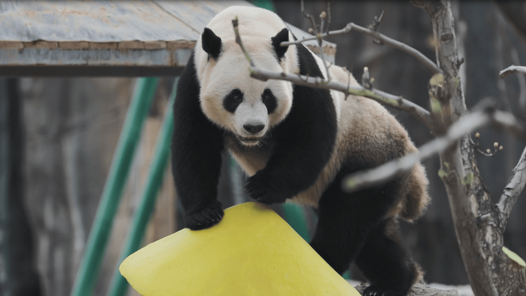 兰州野生动物园熊猫馆开馆 四只国宝惊喜入驻_大熊猫