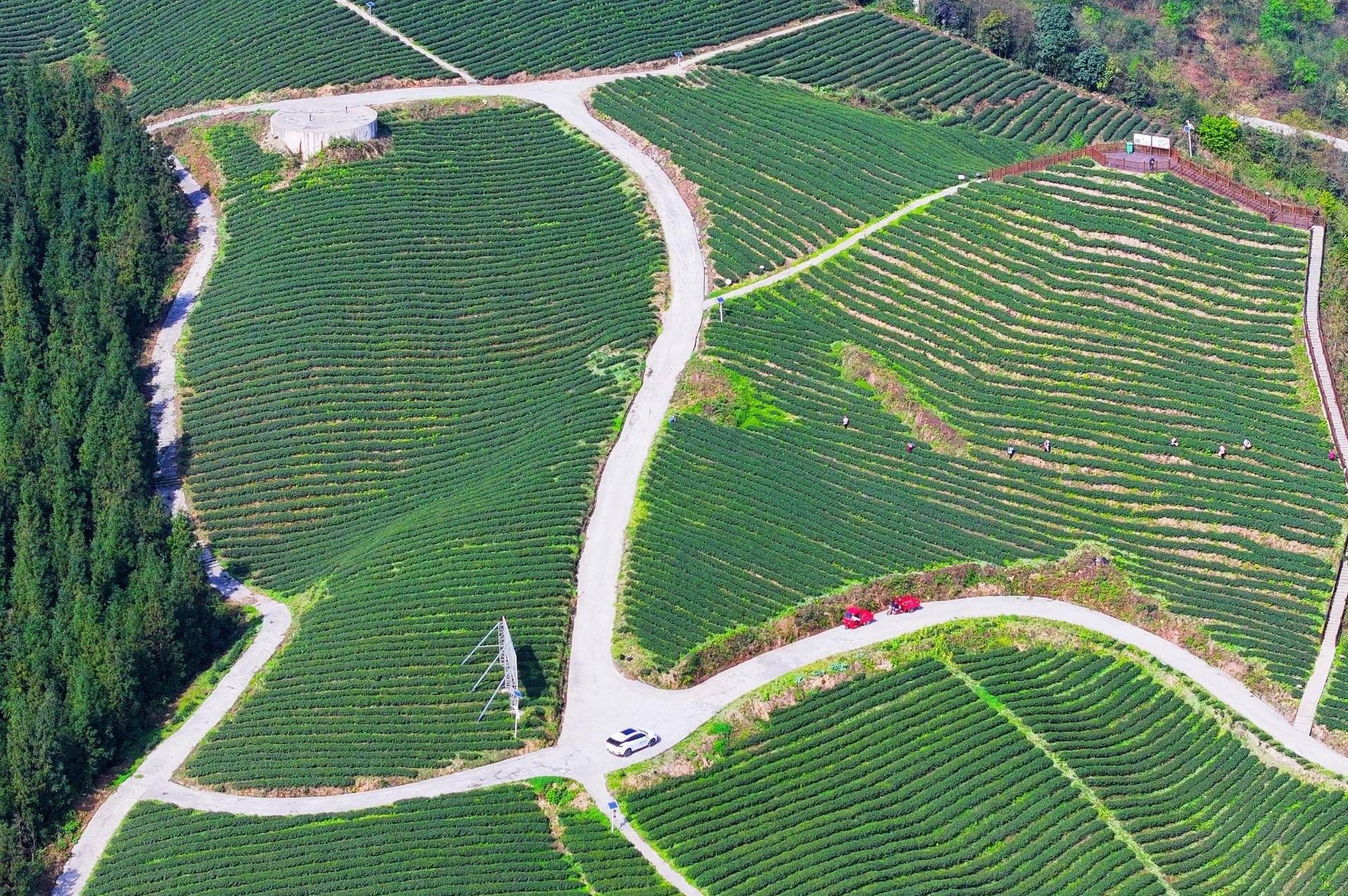 绥江:绿美农村路 描绘美丽风景线