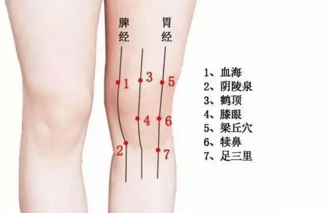 腿窝在哪个位置图片图片