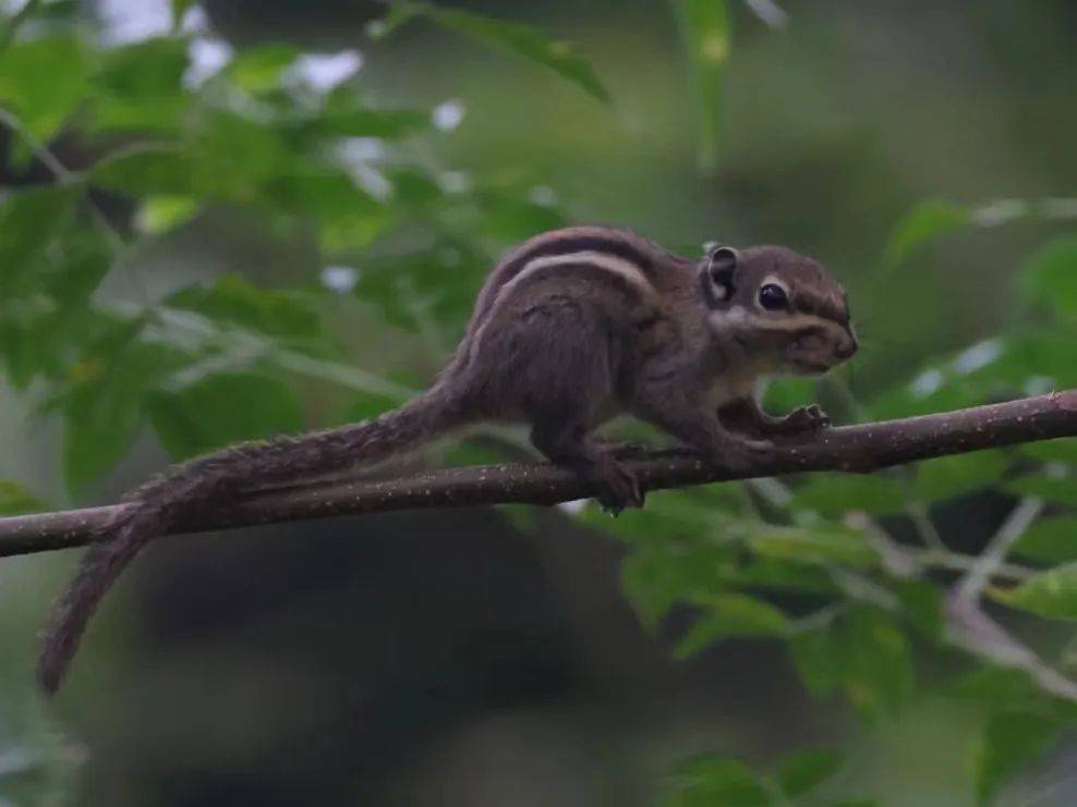 萍乡动物界"劳模"集合!谁是你心里的no.1?