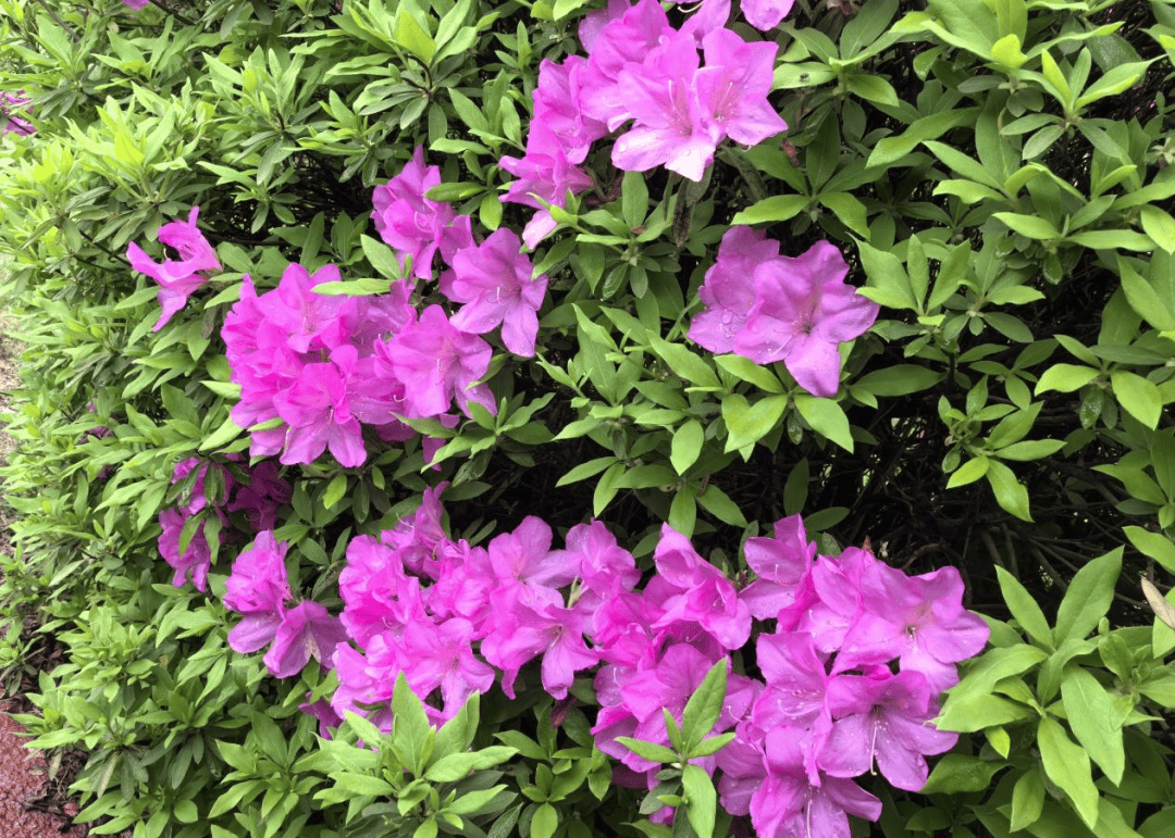 望城校园“校花”大赏！你PICK哪一个？-长沙励烽教育集团望城新校区地址