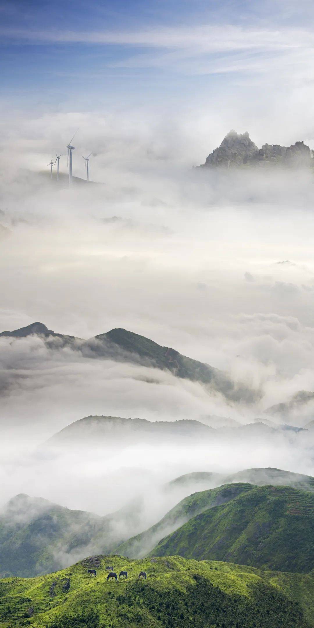 拔节生长向晴空来源/苍南发布编辑/谢小微责编/郭永慧监制/陈薇拉news