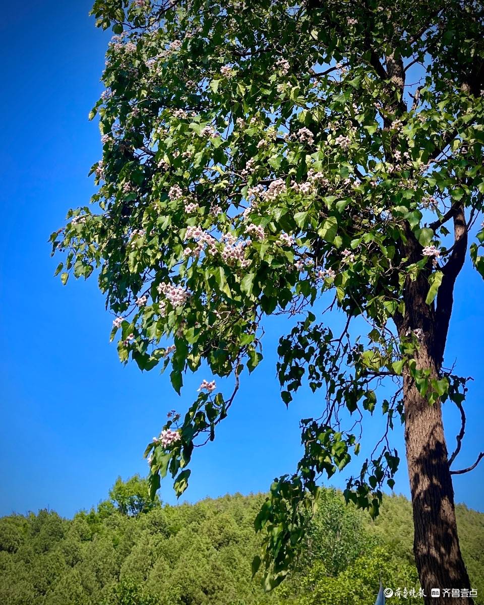 彩石捎近村的楸树,花开正艳