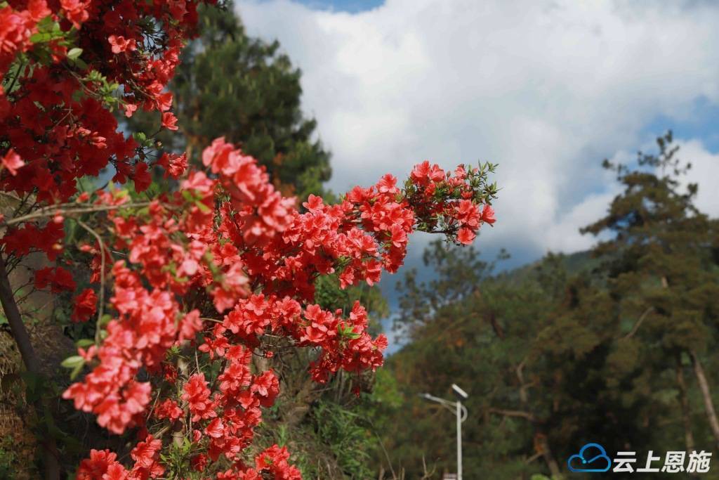 组图| 建始:满目花枝俏 映山漫山红_映山红_满山_杨万里