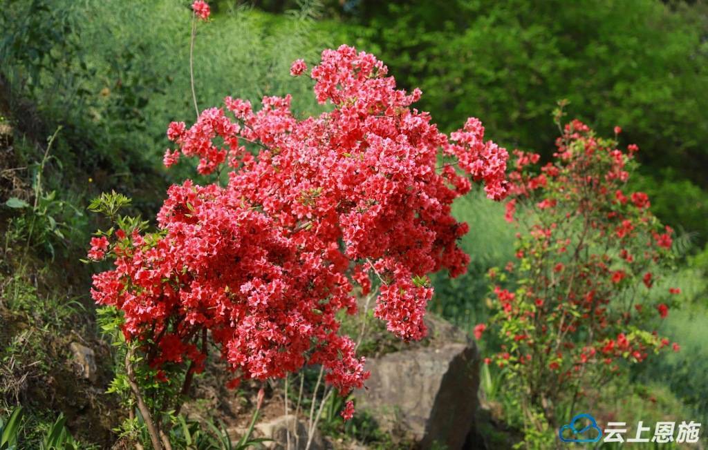 组图| 建始:满目花枝俏 映山漫山红_映山红_满山_杨万里