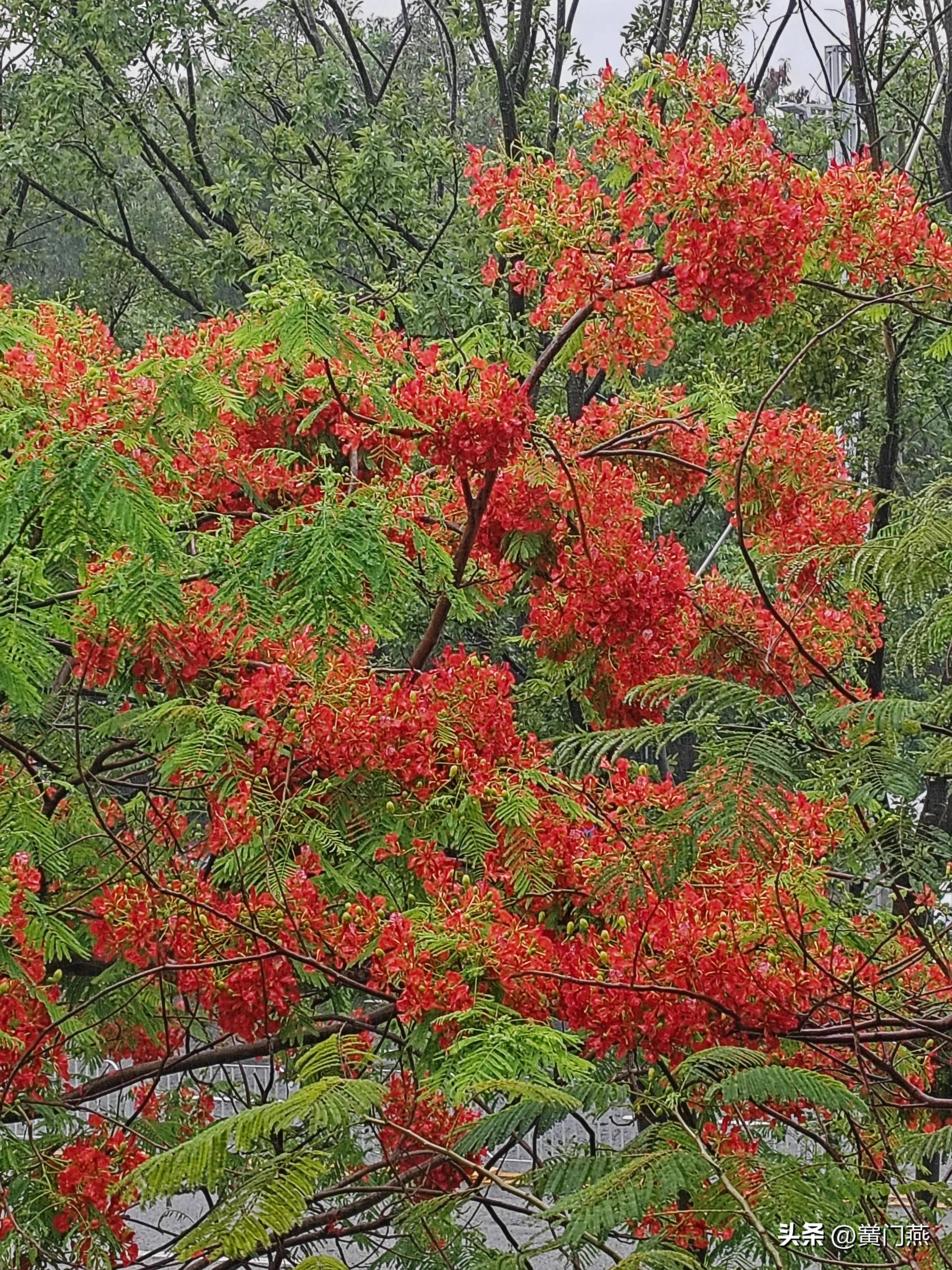 七绝.深圳凤凰花开