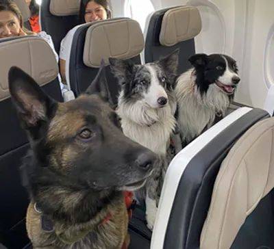 它们眼神一致看向远处 飞机上巧遇搜救犬 餐要上了没！