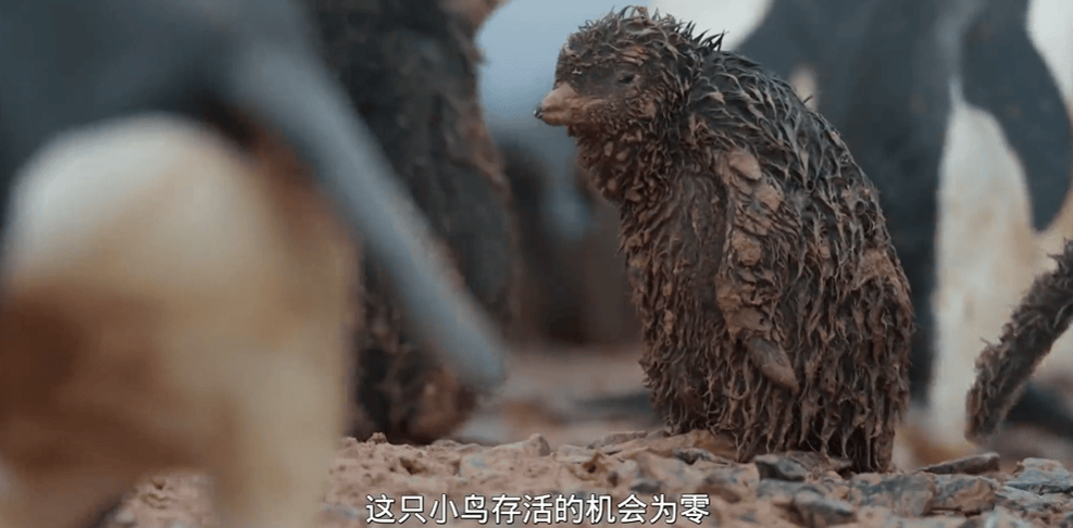 这部bbc王炸引全网围观:老爷子出手,评分必须高过9!