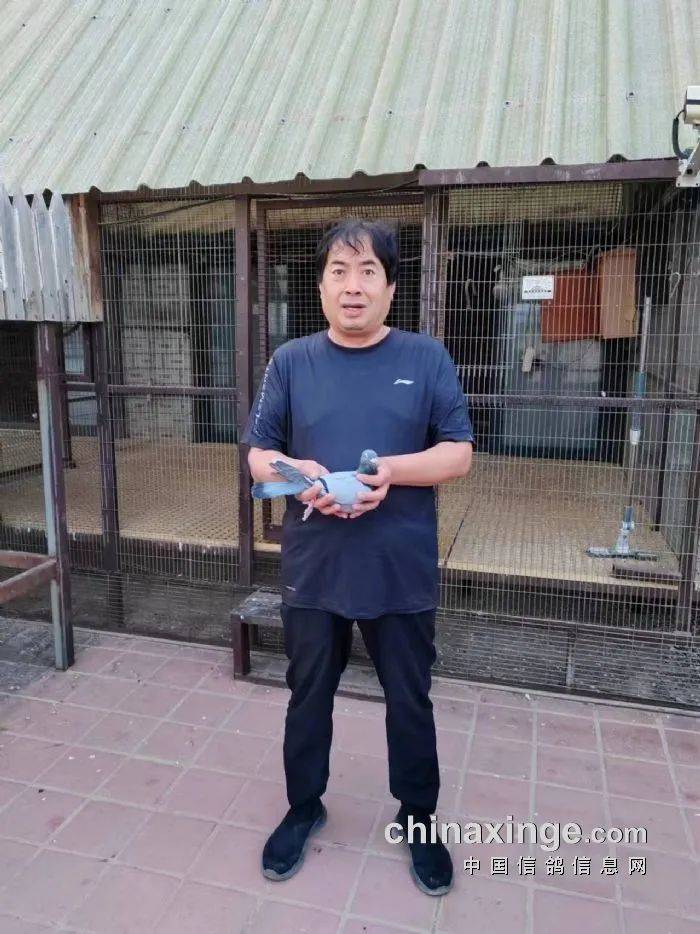 「鸽讯」北京丰台700公里长距离前十名风采_比赛_勾晨亮_刘昆英