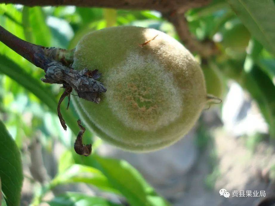 桃树病虫害防不住?只因防治不及时!_进行_危害_综合