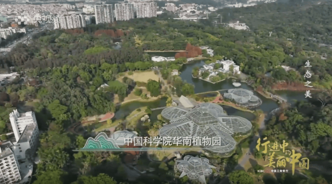 中国科学院华南植物园园艺中心主任 研究员 王瑛:我们珍稀濒危植物的