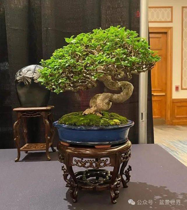 走进2024国际盆景大会,带你看真实的美国盆景