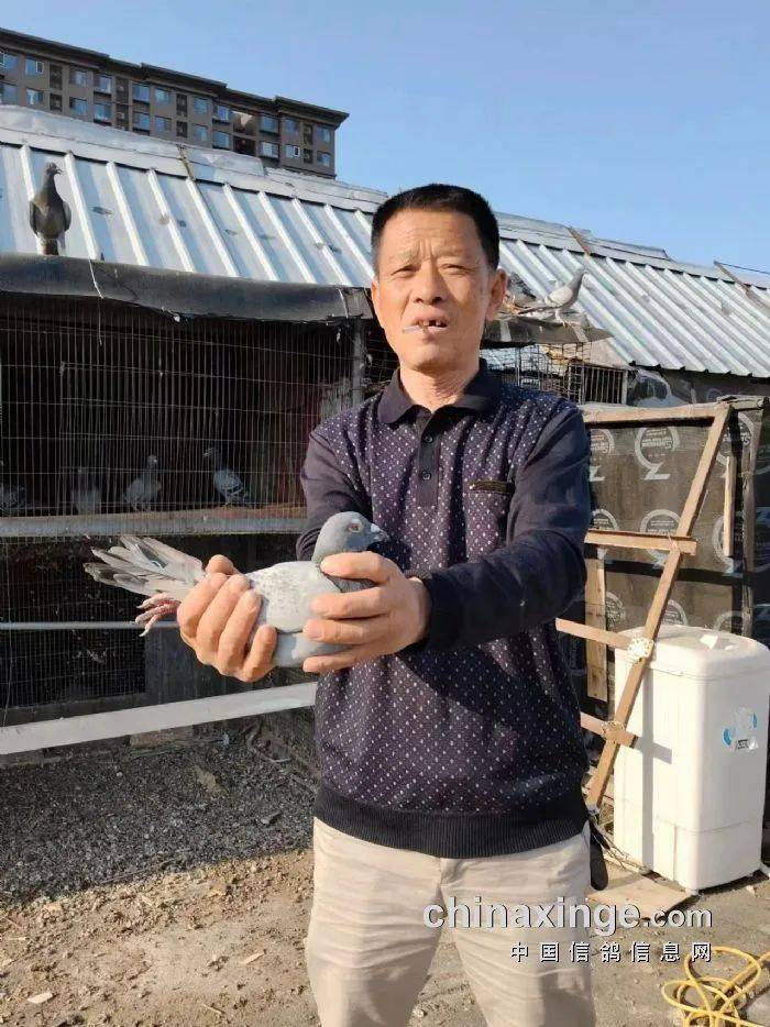 「鸽讯」北京丰台700公里长距离前十名风采_比赛_勾晨亮_刘昆英