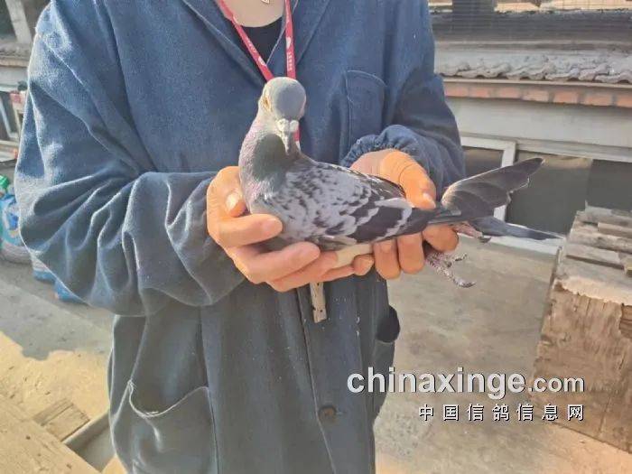 「鸽讯」北京丰台700公里长距离前十名风采_比赛_勾晨亮_刘昆英