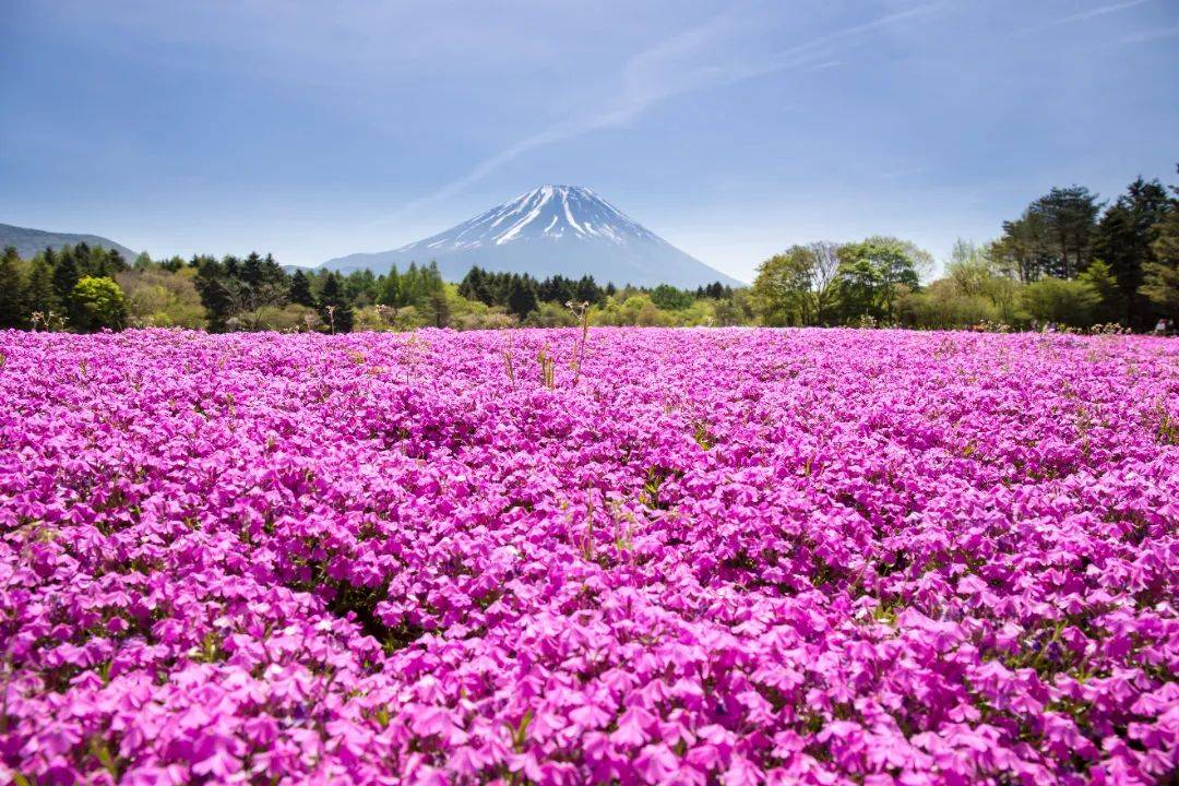 的盛大花卉祭典就会开启富士山下河口湖平原上芝樱盛开每年4月下旬