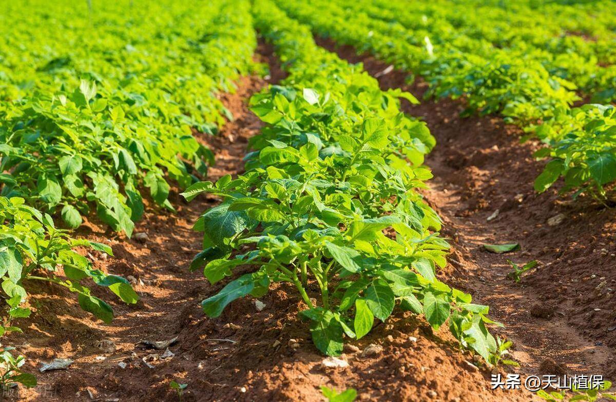 土豆的种植方法和管理技术