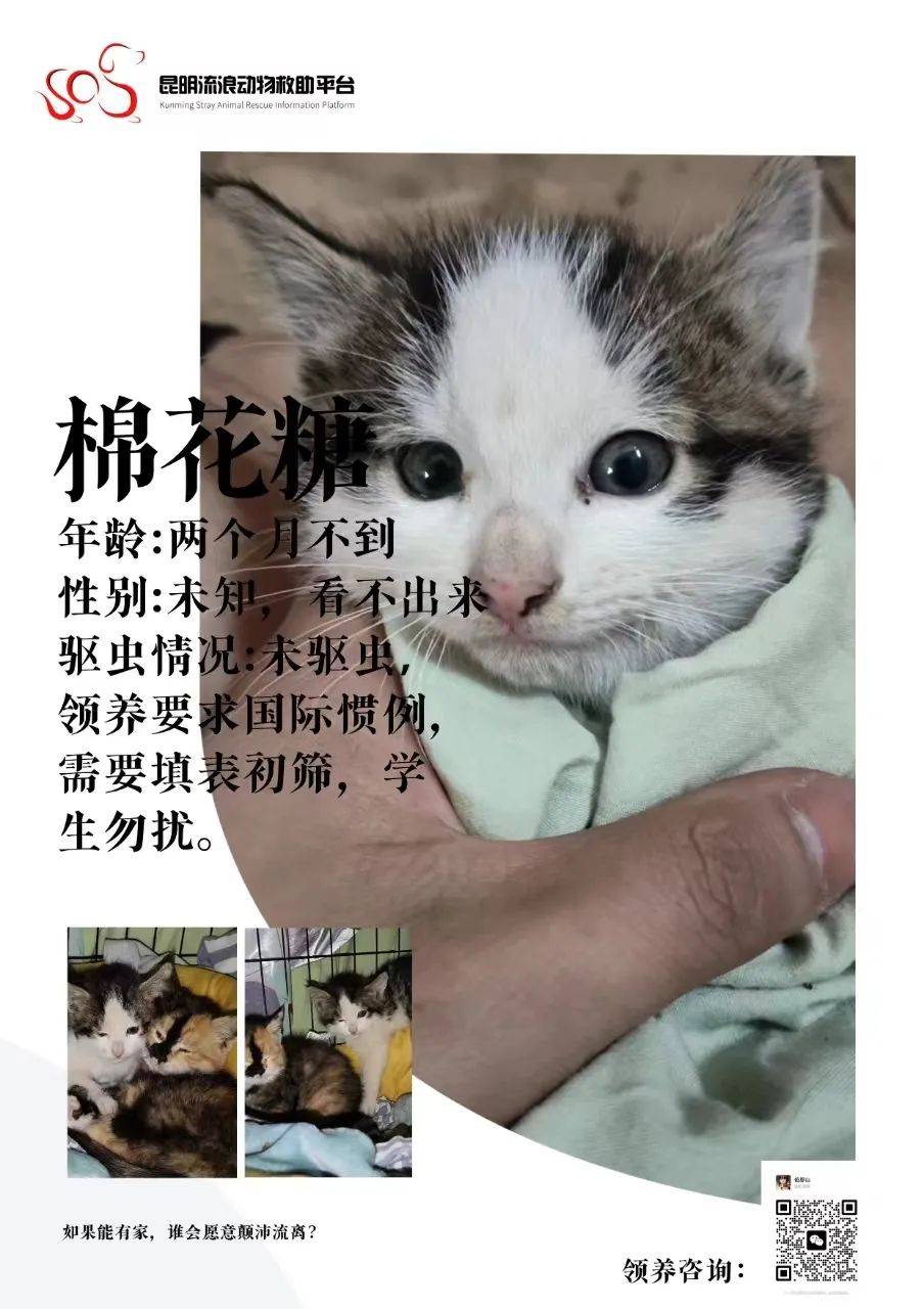 【猫咪领养】小猫档案速览