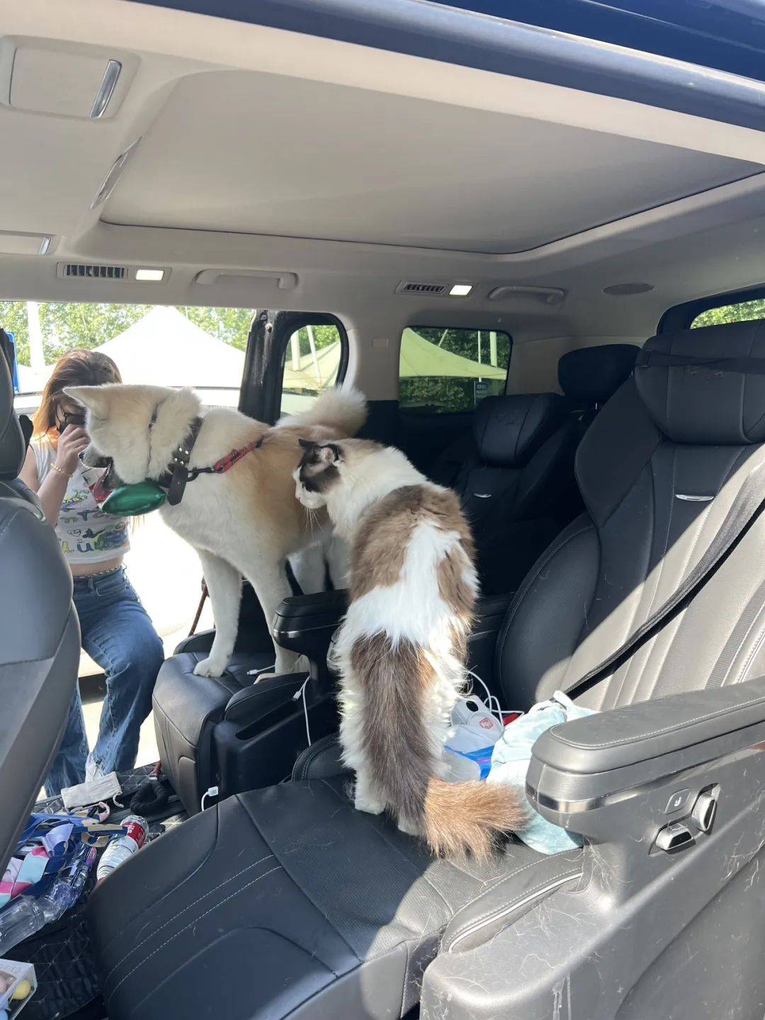 带上猫和狗,开车3000公里,从北京去大理!