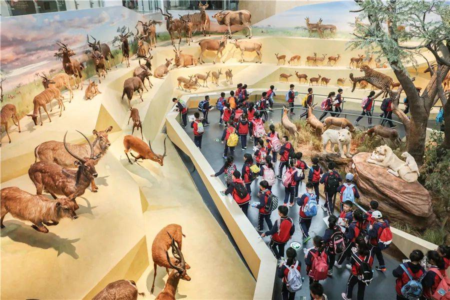 图/长江文明馆图/武汉自然博物馆「贝林大河生命馆」的3000余件野生