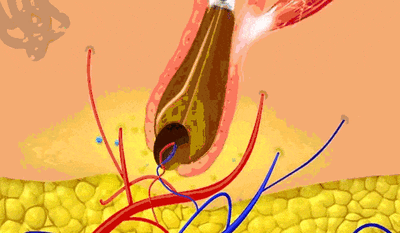 胡须_毛囊_头顶