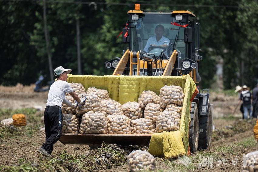 土豆收获忙,增收添"薯"光_村民_任勇_全媒