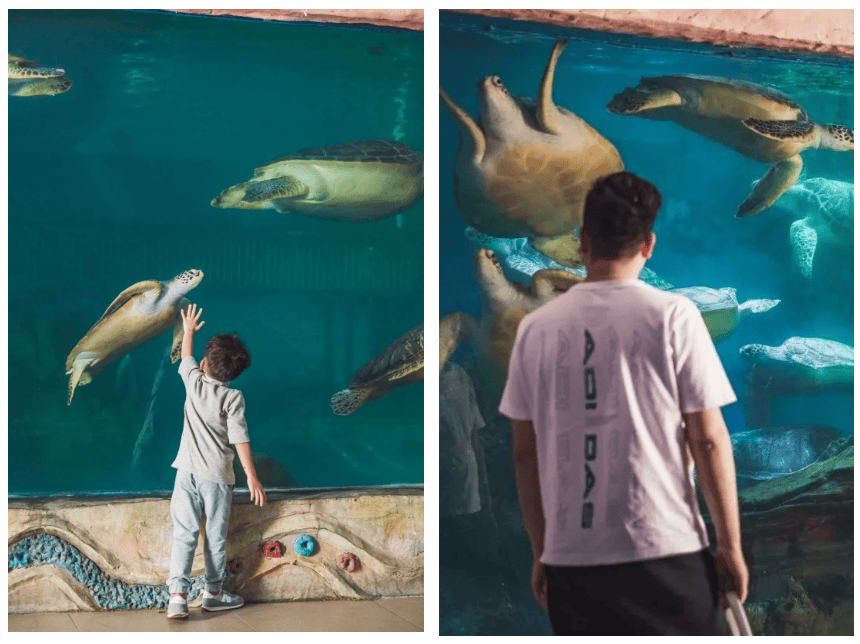 【惠州·双月湾x若邻海景酒店】赠送价值138元网红海龟湾门票!