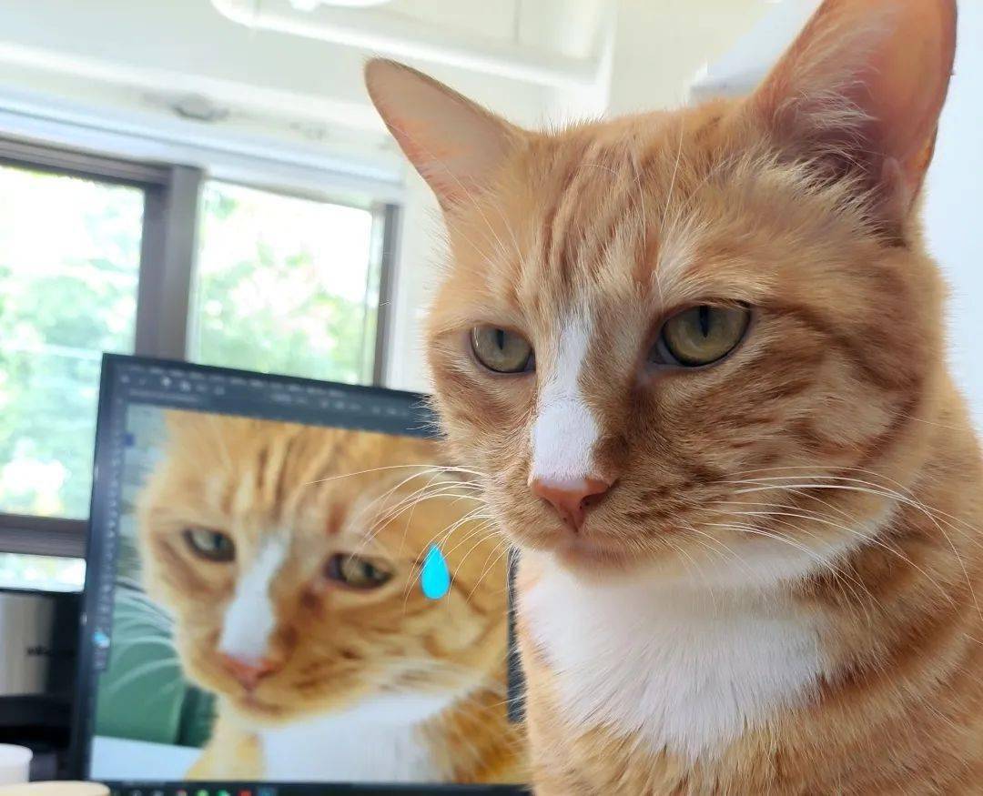 猫研所 ||猫咪在出糗时装作很忙，是为了缓解尴尬吗？-猫咪研究室