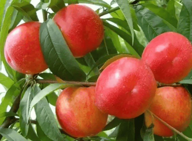 采摘园里的油桃果皮红润鲜亮果肉金黄香嫩,桃香浓郁最重要的都是有机