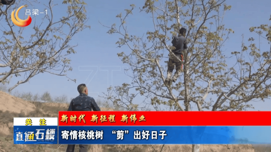 【县区】石楼:寄情核桃树 "剪"出好日子_村民_修剪_老文