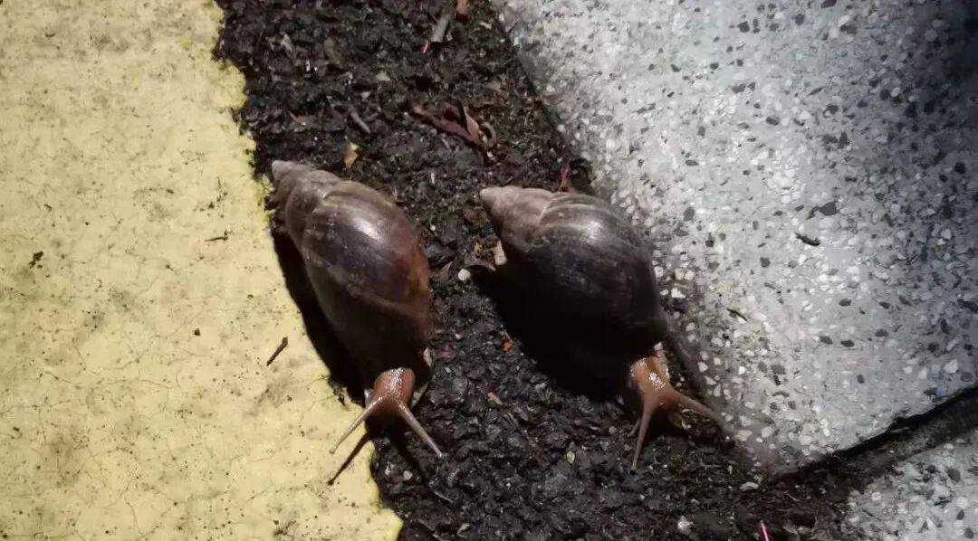 紧急提醒!雨后千万别摸这个!更别吃.