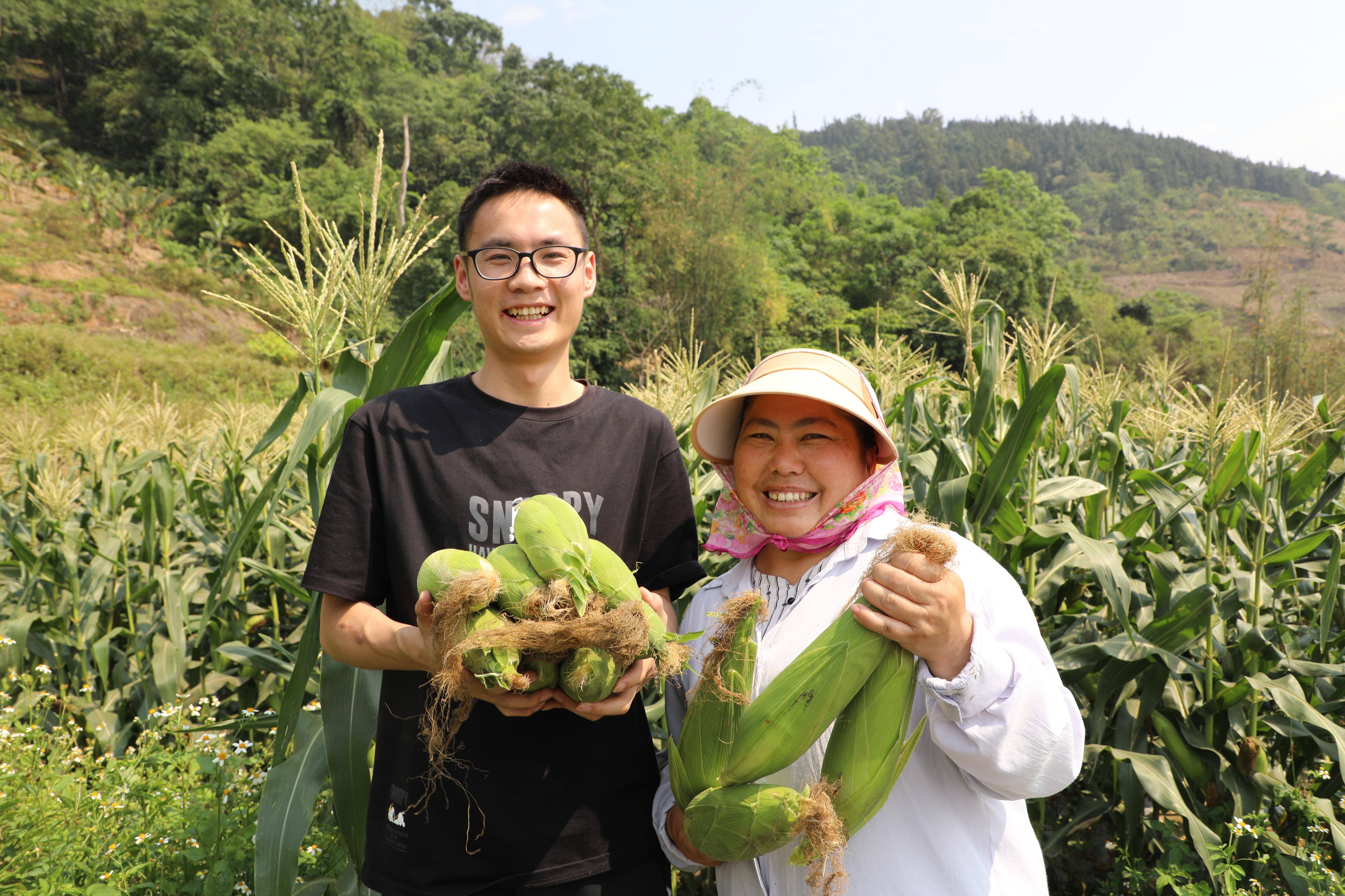 屏边百亩甜糯鲜食玉米上市