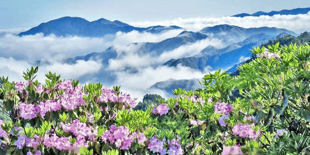 秦岭杜鹃花图片