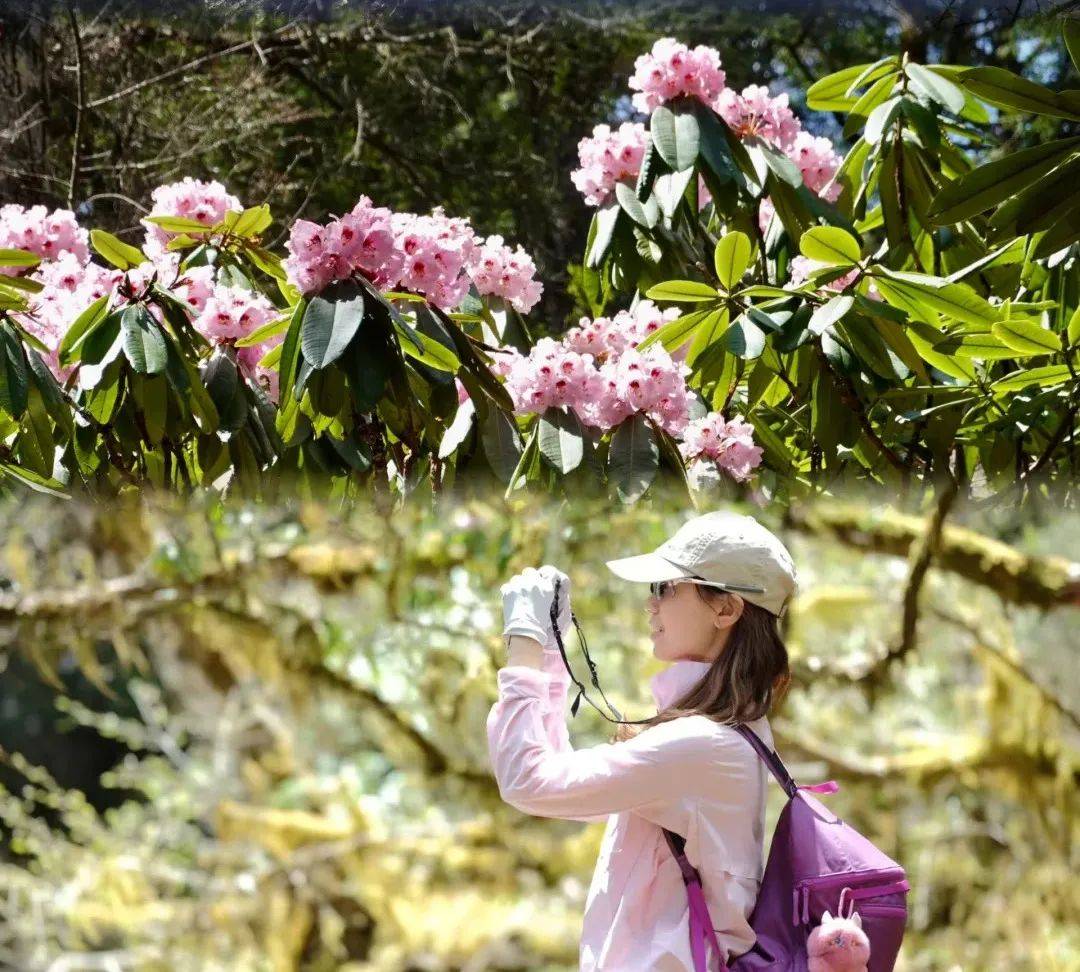 秦岭杜鹃花图片