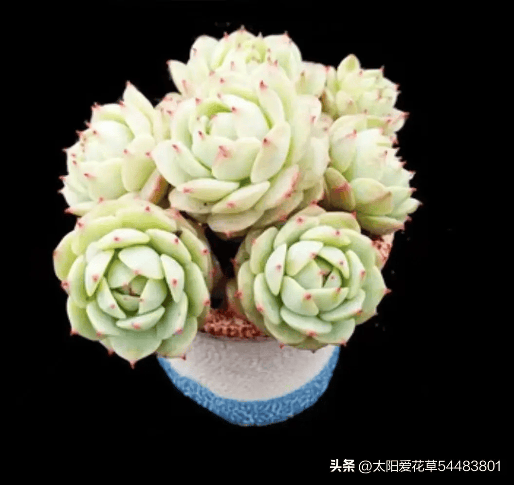 这5种多肉度夏难,被拉入"网红黑名单",立夏之后花友们