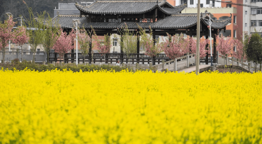 "颜值"变"产值"~云阳20万亩油菜进入收割期_机械化_南溪镇_机器