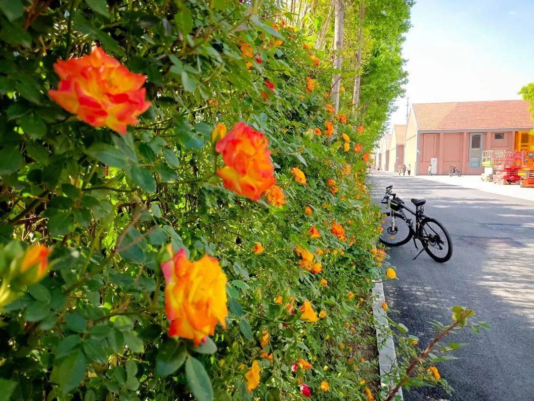 99地址:宿迁市宿豫区豫新街道香缇河畔人家西侧中运河老粮库文化