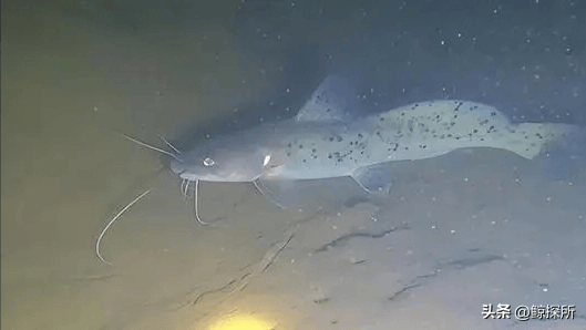 有毒的"淡水鱼王":曾被卖到8000元一条,如今却吓退无数钓鱼佬